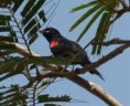 /album/photogallery/red-shouldered-cuckoo-shrike-jpg/